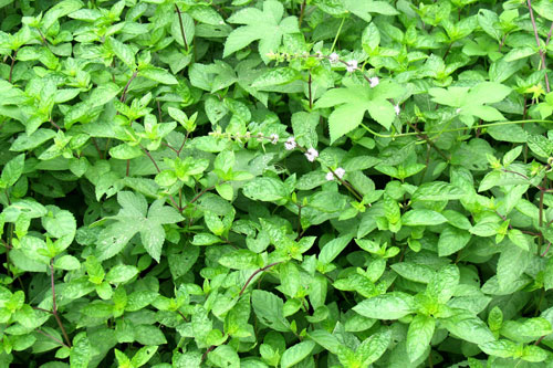 植物香味不仅可以满足嗅觉需求还具有多种保健功效,美国预防杂志最新载文指出常闻一些香气,可以令你精神焕发,橙子香味可以缓解焦虑,令人积极向上,心情更平静,手术中向麻醉面罩喷洒薄荷精油可以降低麻醉药用量和术后镇痛药用量,美国威灵耶稣大学和德国头痛专家的研究都发现薄荷可以缓解头痛,效果与止痛药一样好.